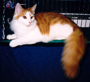 Lillan i december 2001