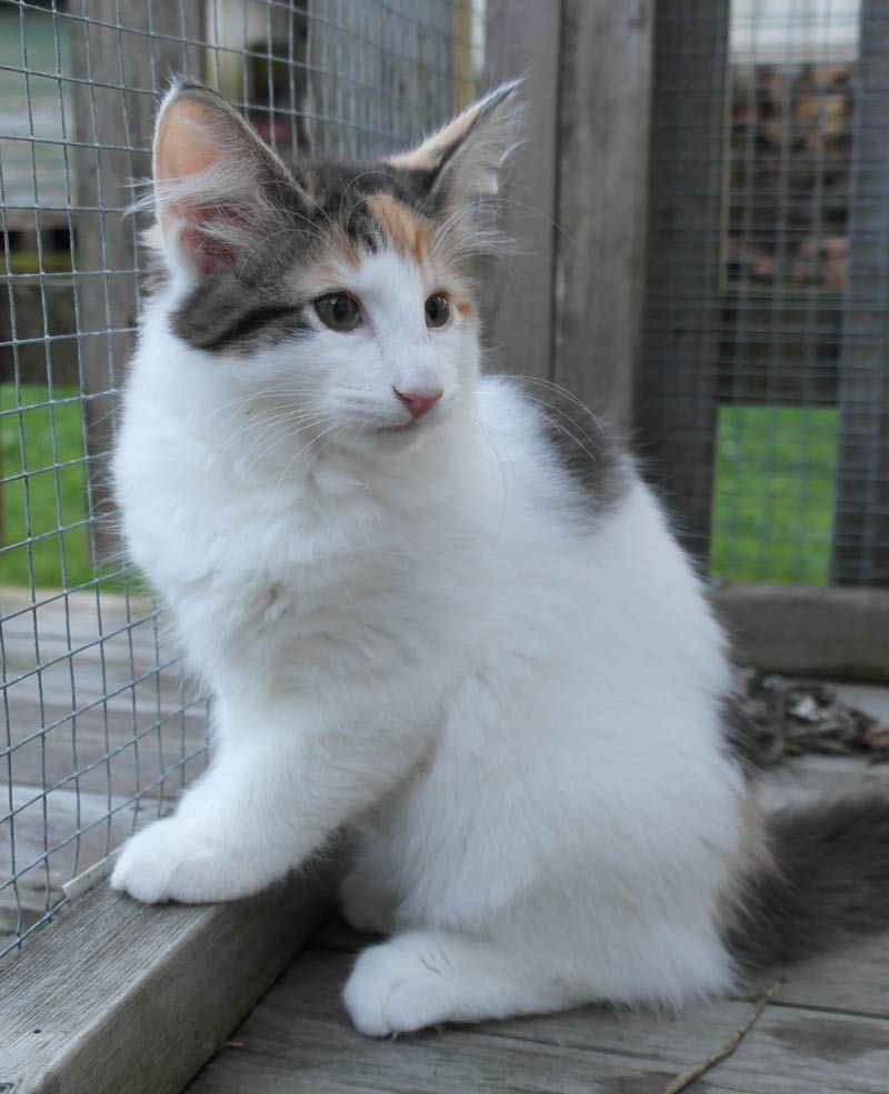 kattungen Vega 12 veckor