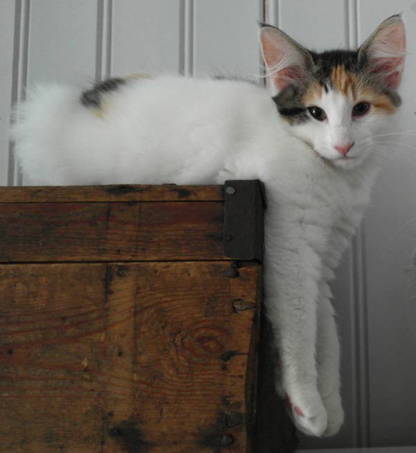 skogkattunge 13 veckor