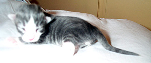 Blsilvertigr och vit hane
