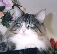 Pappa Emilio