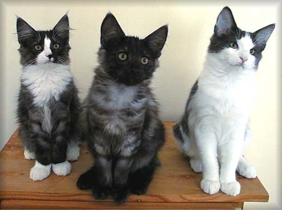 Frn vnster, Ninni, Nore och Arthur