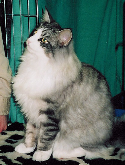 S*Riisnes Ragnar 7,5 mnader