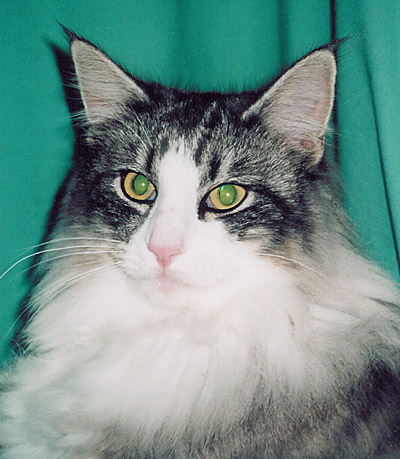 S*Riisnes Ragnar 7,5 mnader