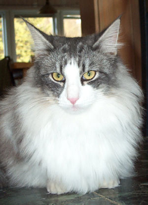 S*Riisnes Ragnar 8,5 mnader