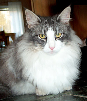 S*Riisnes Ragnar 8,5 mnader
